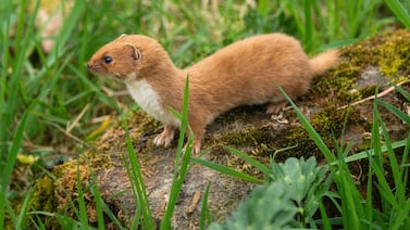 ¿Surgieron antes? Hallazgo adelanta tres millones de años el origen de la familia de las comadrejas