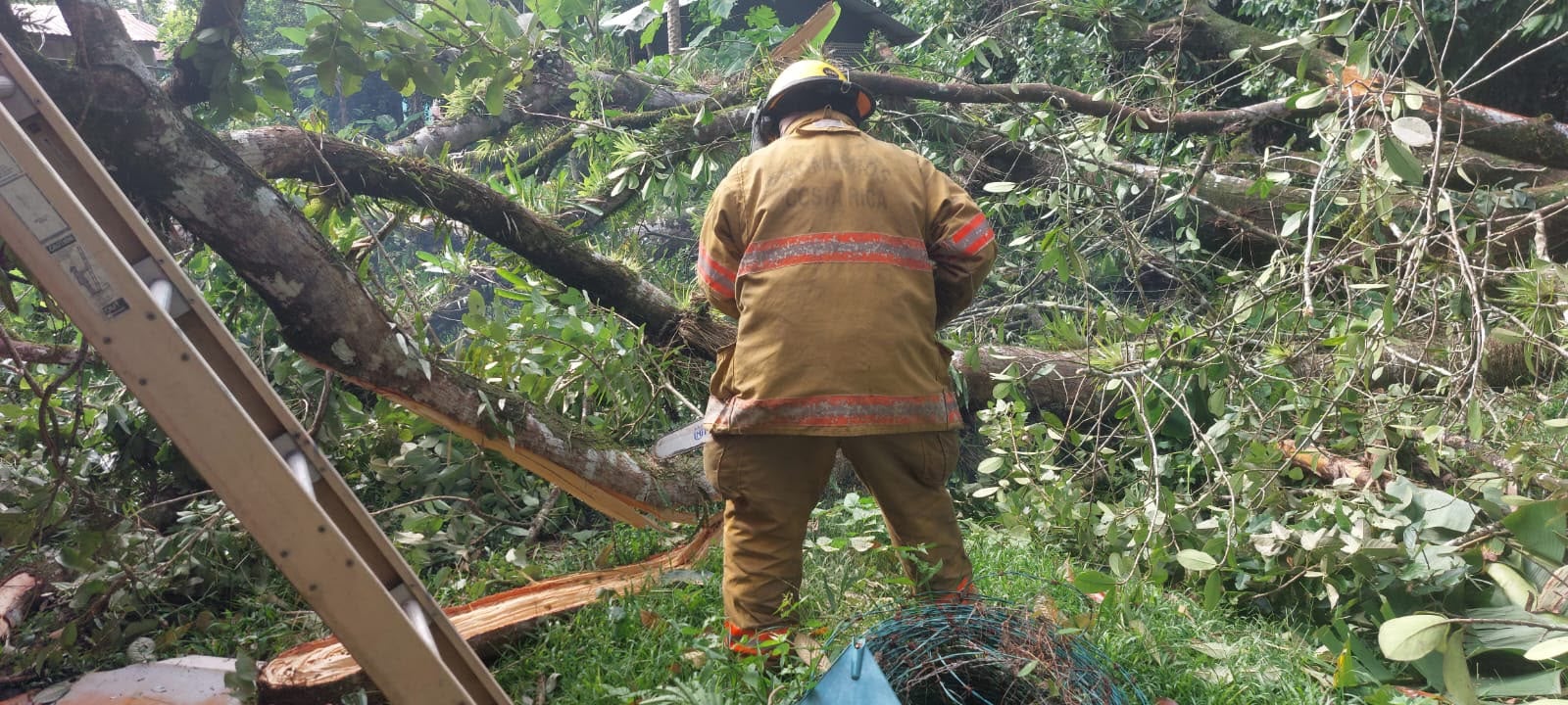 Caída de árbol en Paquera, Bomberos atiende escena.