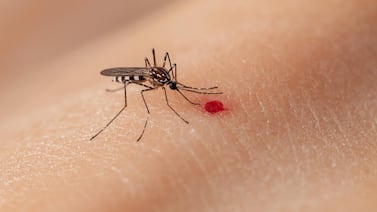 La crisis de biodiversidad empuja a los mosquitos a picar más a los humanos
