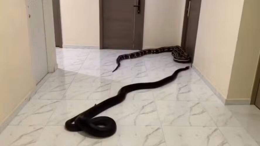 En Bangkok, un hombre soltó cobras en un edificio para protestar por el ruido de un perro. El acto generó sanciones para los involucrados.