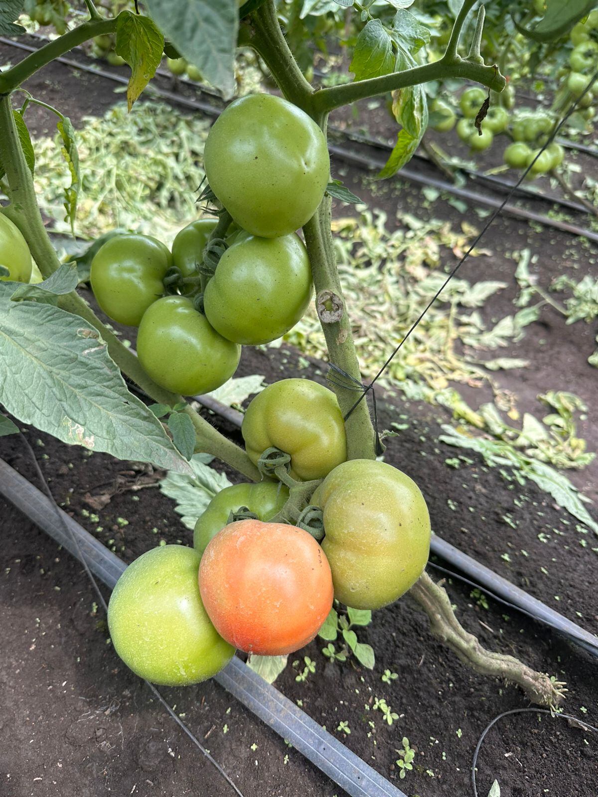 Estos tomates son parte de los productos que se analizan en la investigación del TEC con la Municipalidad de Turrialba.
