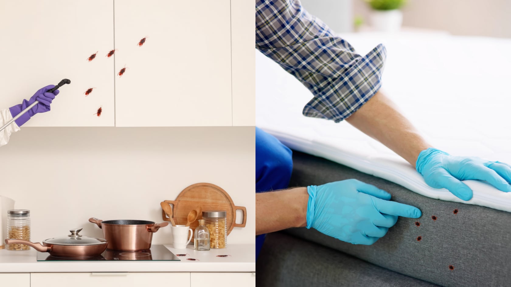 El calor aumenta la presencia de cucarachas, chinches y mosquitos en el hogar. Estas son las principales medidas para evitar estas plagas.