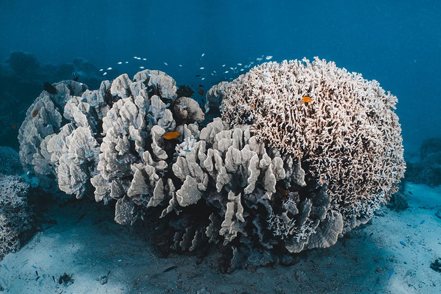 Los corales están pasando apuros ante el calentamiento de los océanos, incluido este arrecife del oeste de Australia que se blanqueó en 2025. El calentamiento continuado podría reducir drásticamente las poblaciones de corales.