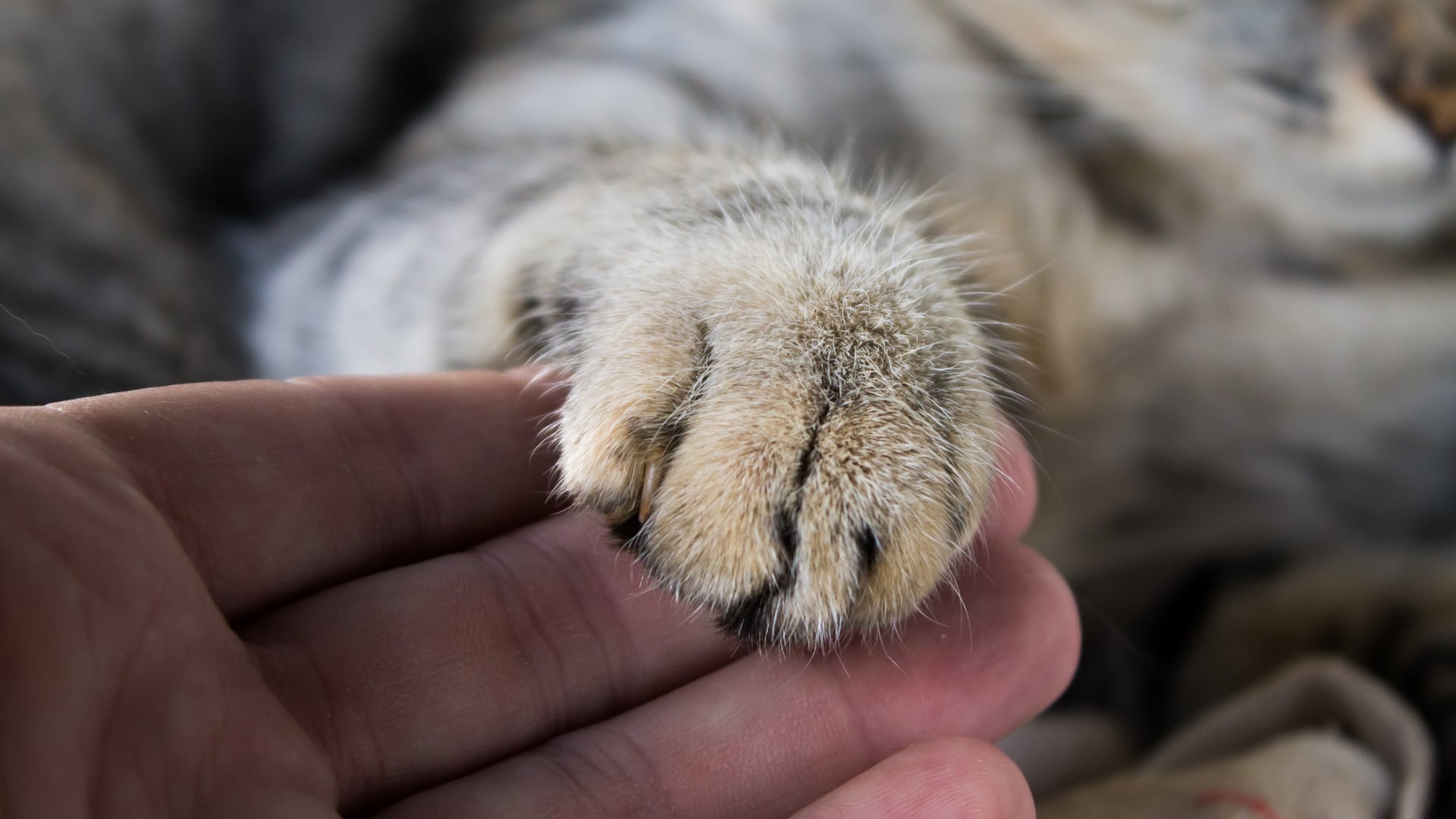 El vínculo entre gatos y humanos depende de la socialización temprana, la comunicación y el respeto por su carácter.