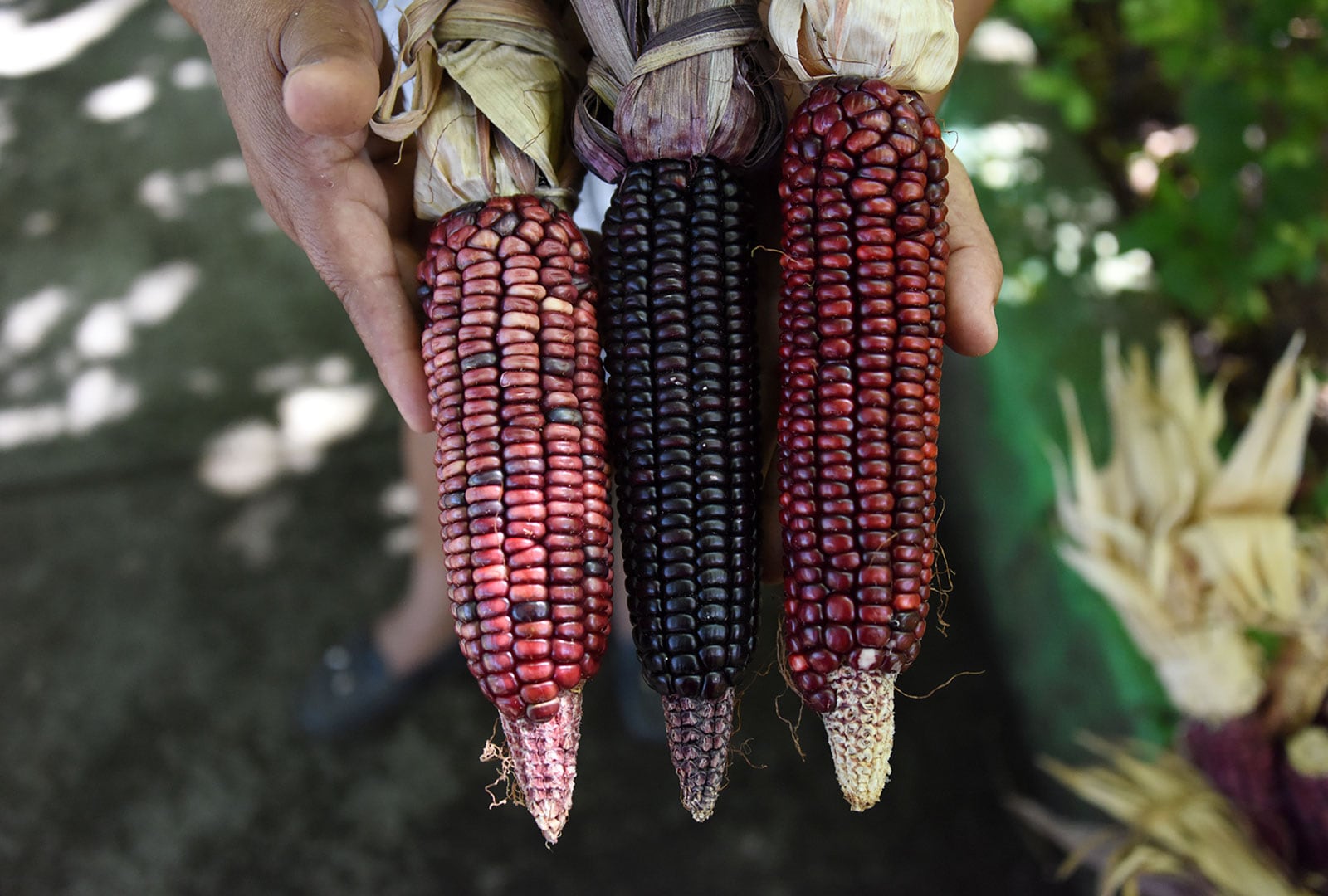 Producción de maíz pujagua en Costa Rica