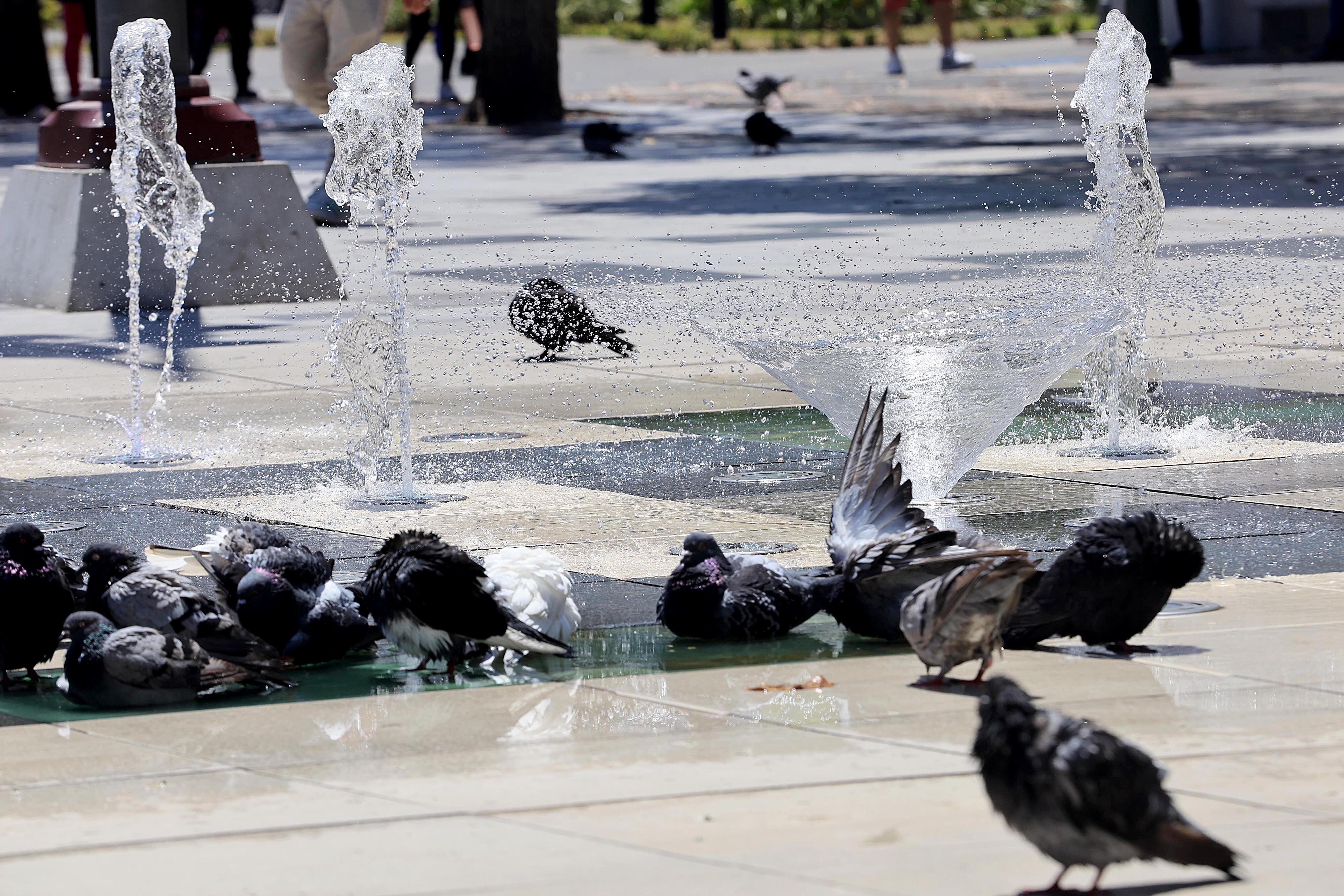 05/03/2024 San José. El calor intenso y temperaturas por encima de lo habitiual se sintieron este martes a mediodía. Así estea el clima por estos días y algunos recurren a las sombrillas y las aves, como las palomas de la Plaza de la Cultura se refrescan con el agua de la fuente. Foto: Rafael Pacheco Granados