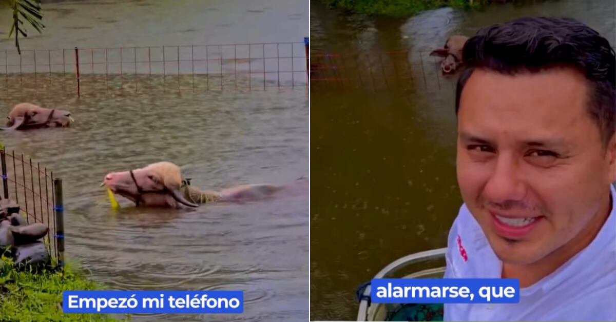 Johnny López tuvo que aclarar un video luego de los usuarios creyeran que se estaban ahogando unas vacas.