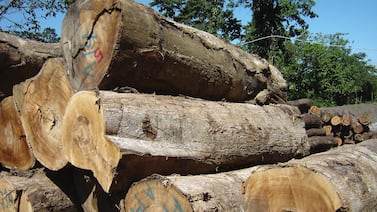 El país que denuncia pero no castiga los delitos ambientales