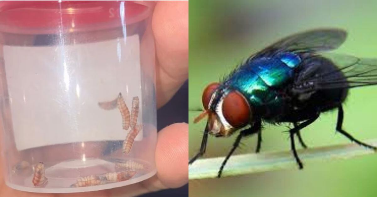 Las larvas del gusano barrenador son causadas por la mosca Cochliomyia hominivorax.
Fotografías: Archivo