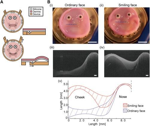 Piel con células humanas