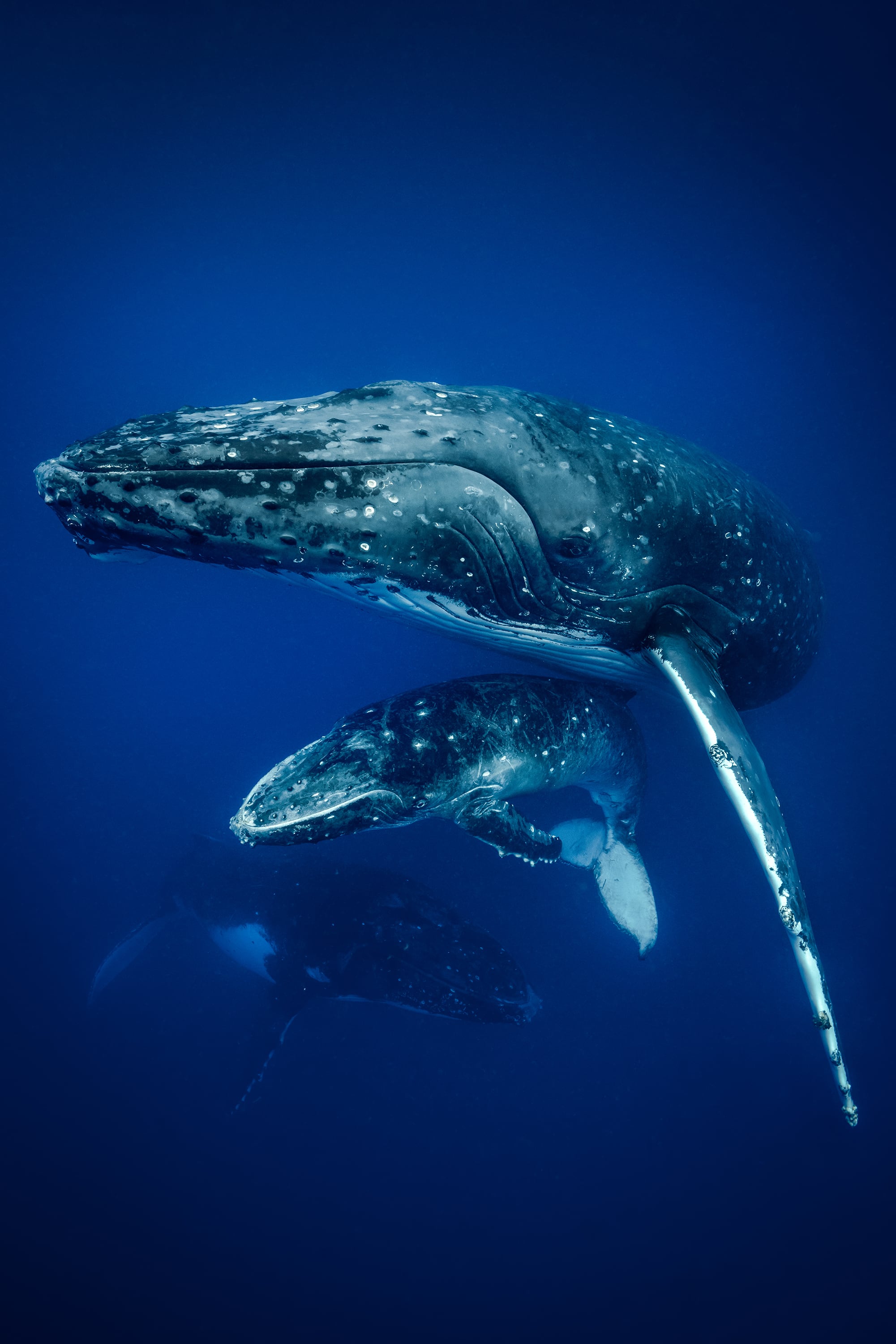 Las ballenas, una de sus obsesiones de infancia, siguen siendo protagonistas en sus travesías marinas.