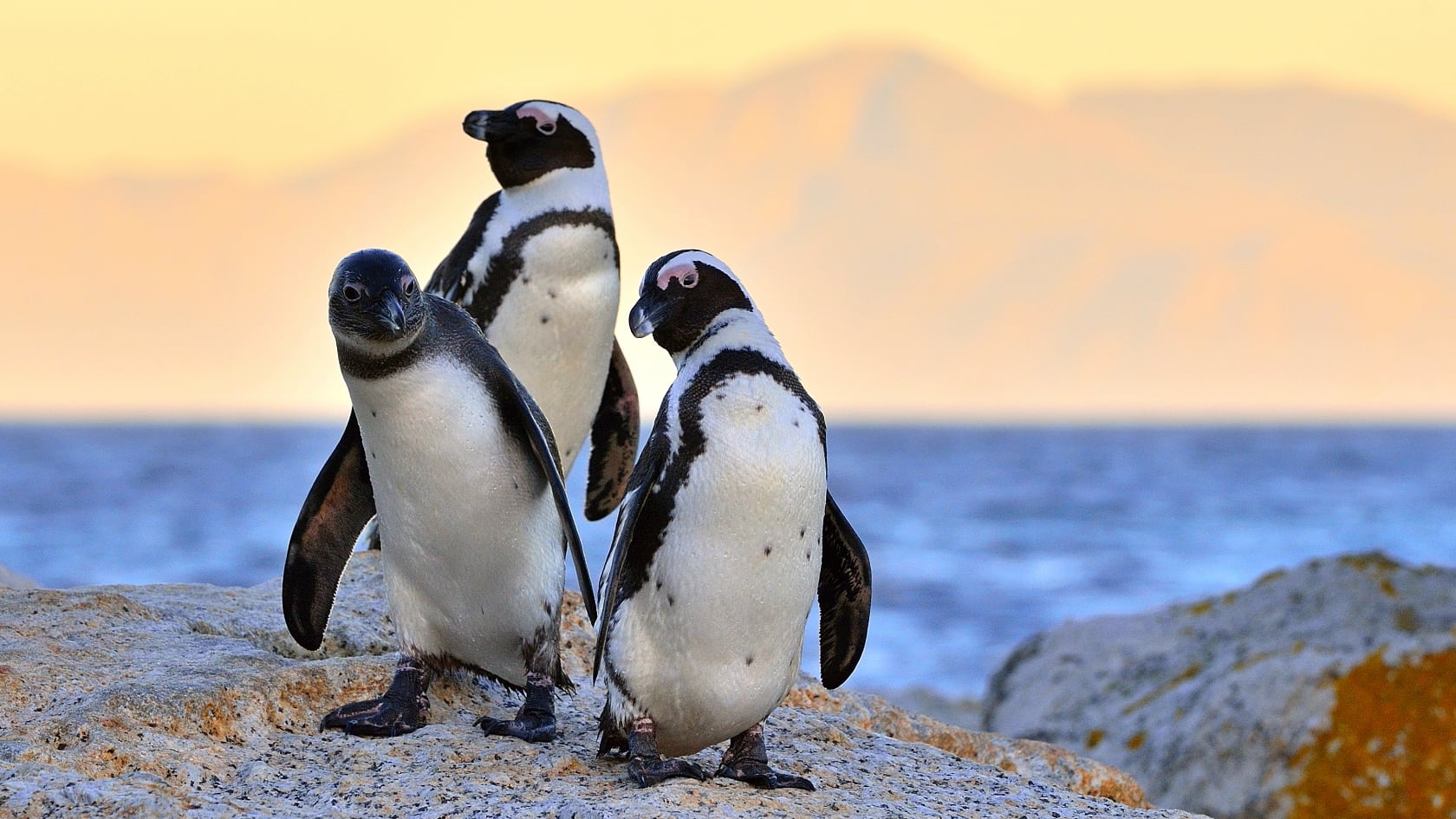 La caída del stock de sardina y el periodo de muda de plumas provocaron una mortalidad masiva de pingüinos africanos entre 2001 y 2009, según datos científicos.