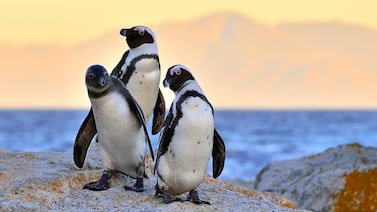 Más de 60.000 pingüinos africanos murieron de hambre por la escasez de sardina, según estudio