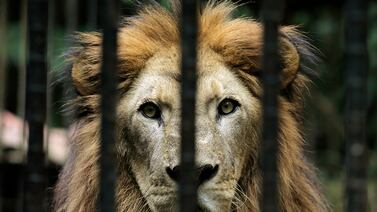 Yo tuve de vecino un león