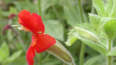 Flor silvestre sorprende a la ciencia: evolución acelerada surge tras sequía extrema