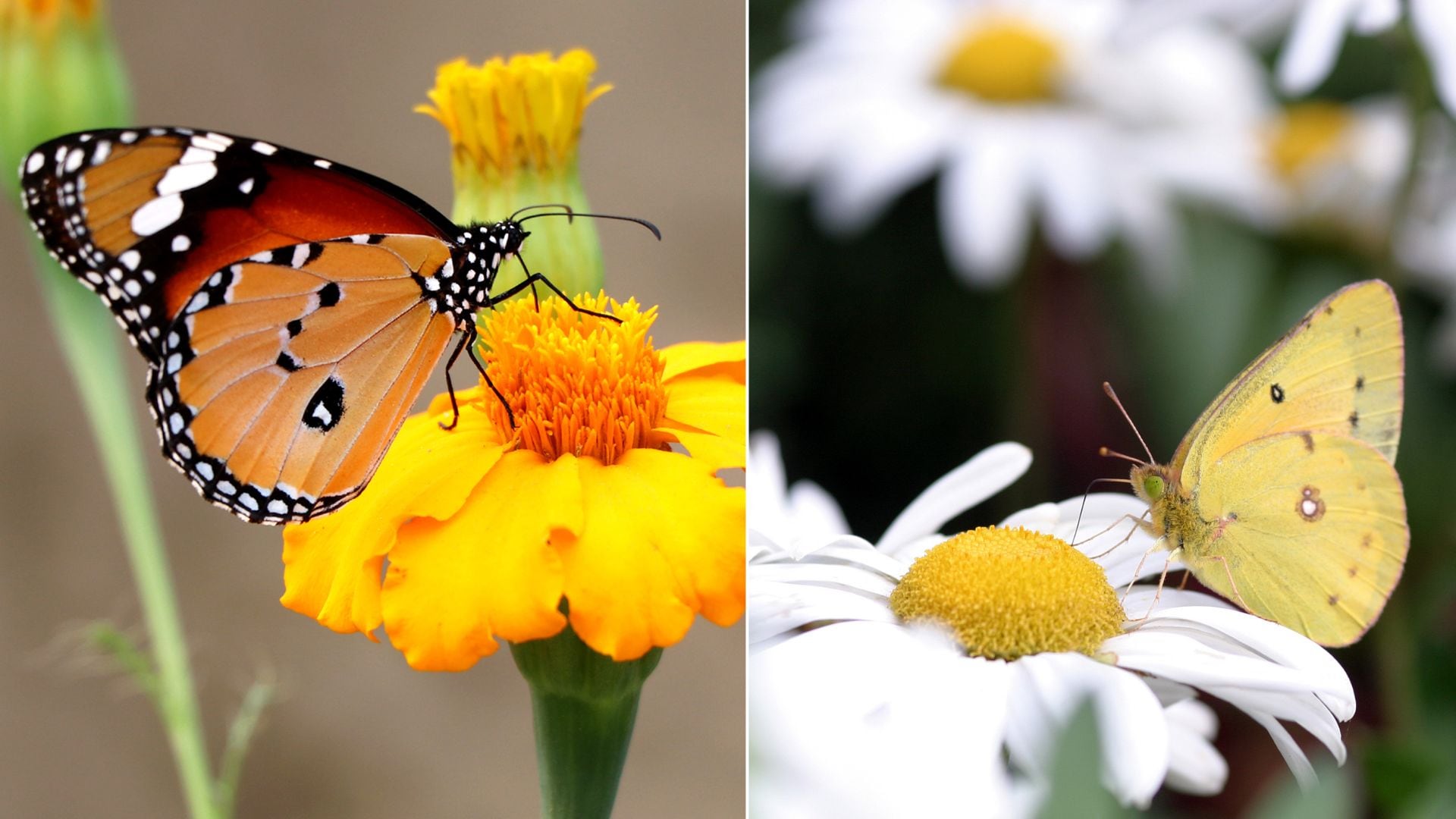 Mariposas y polillas atraen polen sin contacto mediante electricidad estática, mejorando su eficiencia como polinizadores, según estudio.
