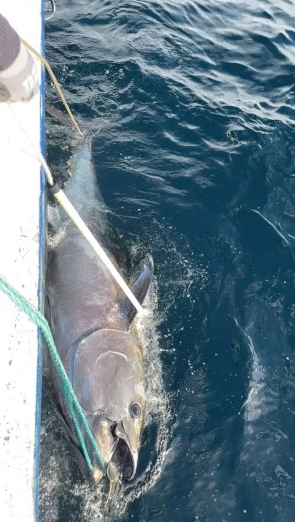 Un pescador amateur logró capturar un atún de 280 kilos tras una batalla de casi cinco horas frente a la costa de Noruega.