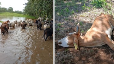 El Niño divide a Costa Rica en dos: un lado con un severo déficit de lluvias y otro con un exceso, pero ambos afrontan consecuencias