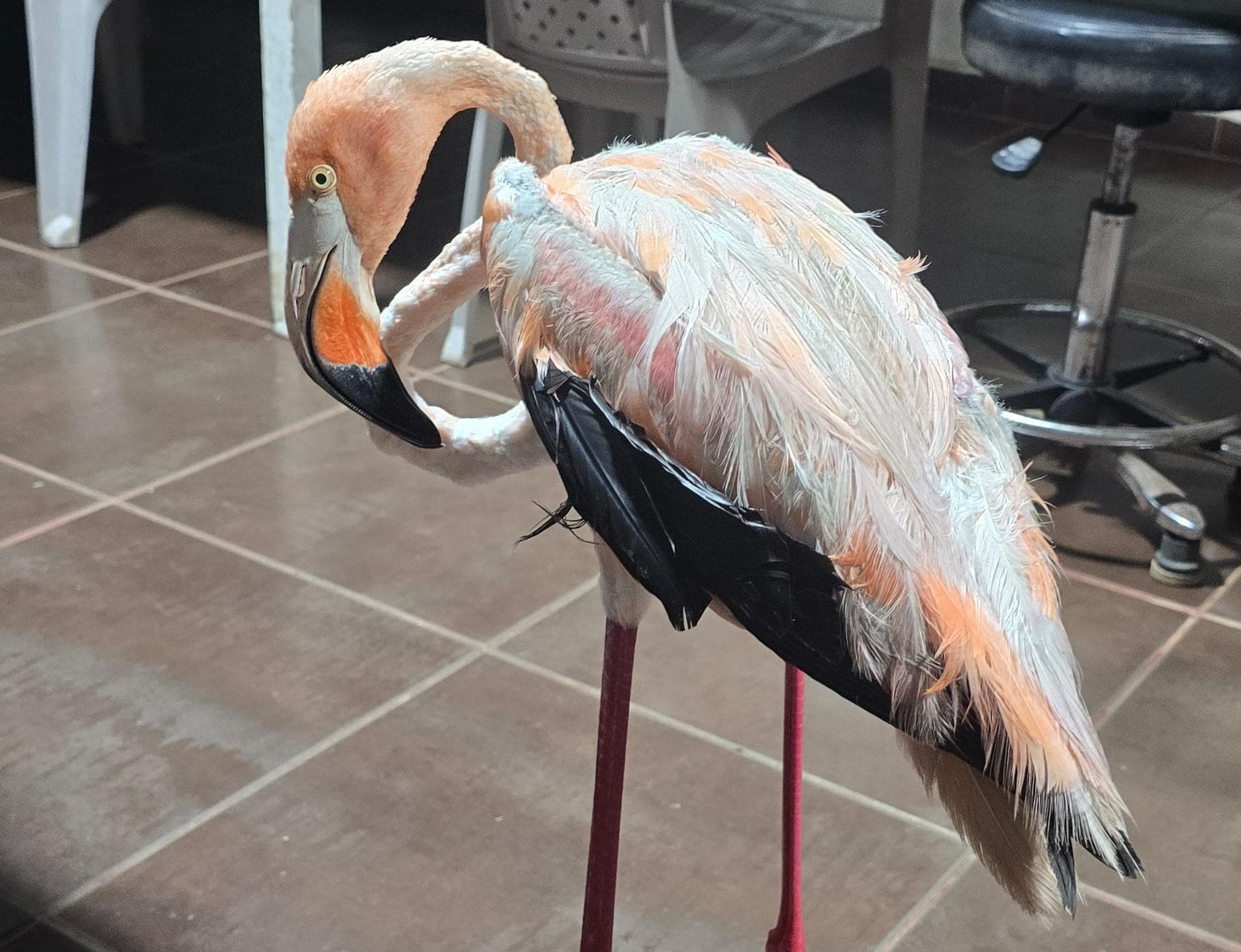 Individuo llegó a Costa Rica arrastrado por los fuertes vientos provocados por huracanes y ciclones el año pasado. Fotografía: