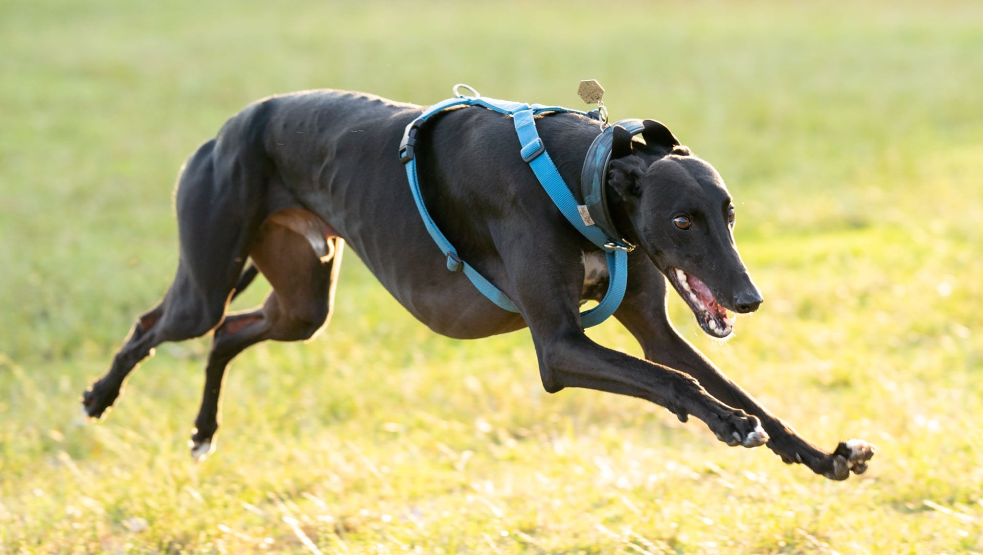 Mozart era un galgo entrenado para competir en pistas de carreras en Australia