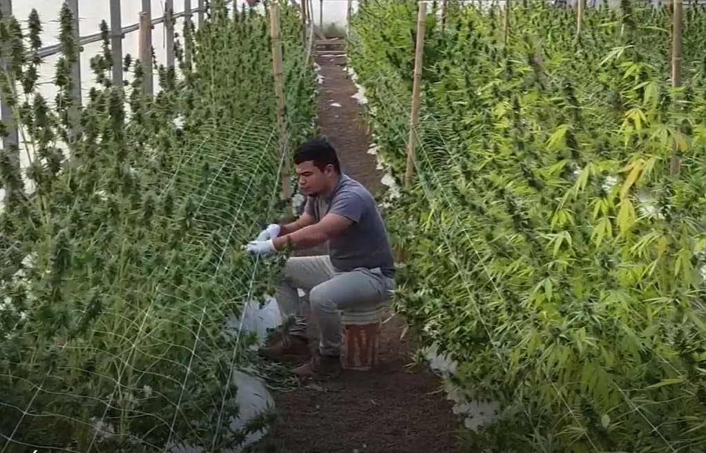 El ensayo que entró en cosecha se encuentra en Cañas, Guanacaste. También hay otro en el Caribe. Ahora se evalúa la calidad del producto en las condiciones de cada región. Foto: Cortesía del MAG