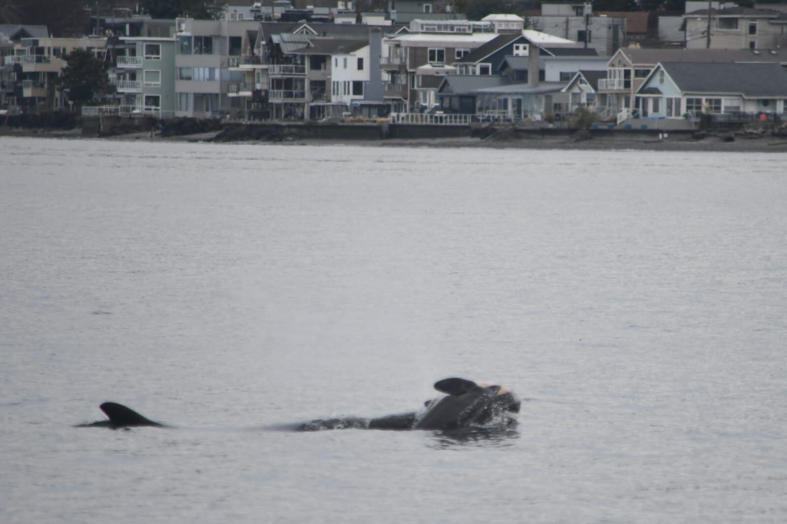 Orca Tahlequah cargando el cuerpo de su cría fallecida cerca de la costa de Seattle