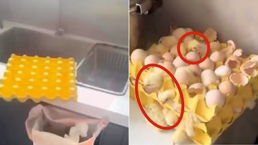 Compró huevos en el supermercado y al volver encontró 70 pollitos vivos en su cocina