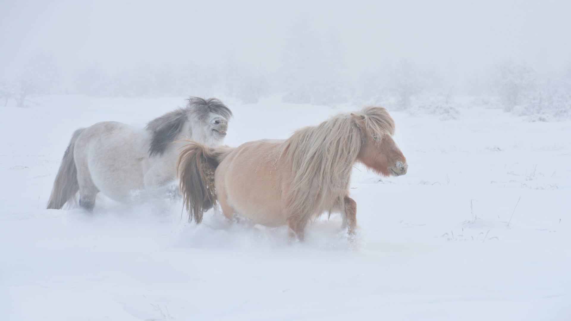 Con temperaturas extremas, estos cinco lugares son ejemplos de adaptación humana frente al frío más intenso.