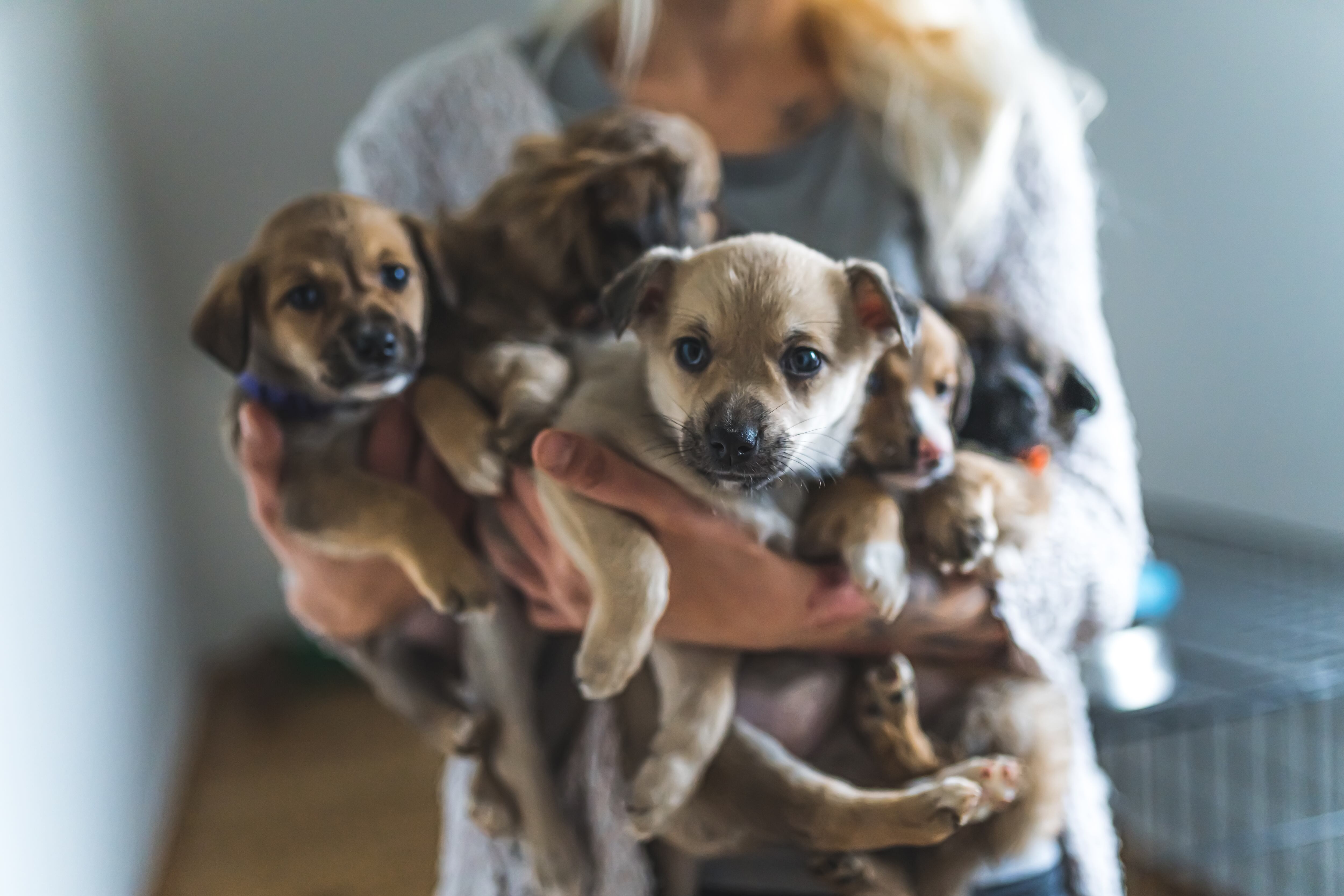 Perros para adopción, cachorros de perros