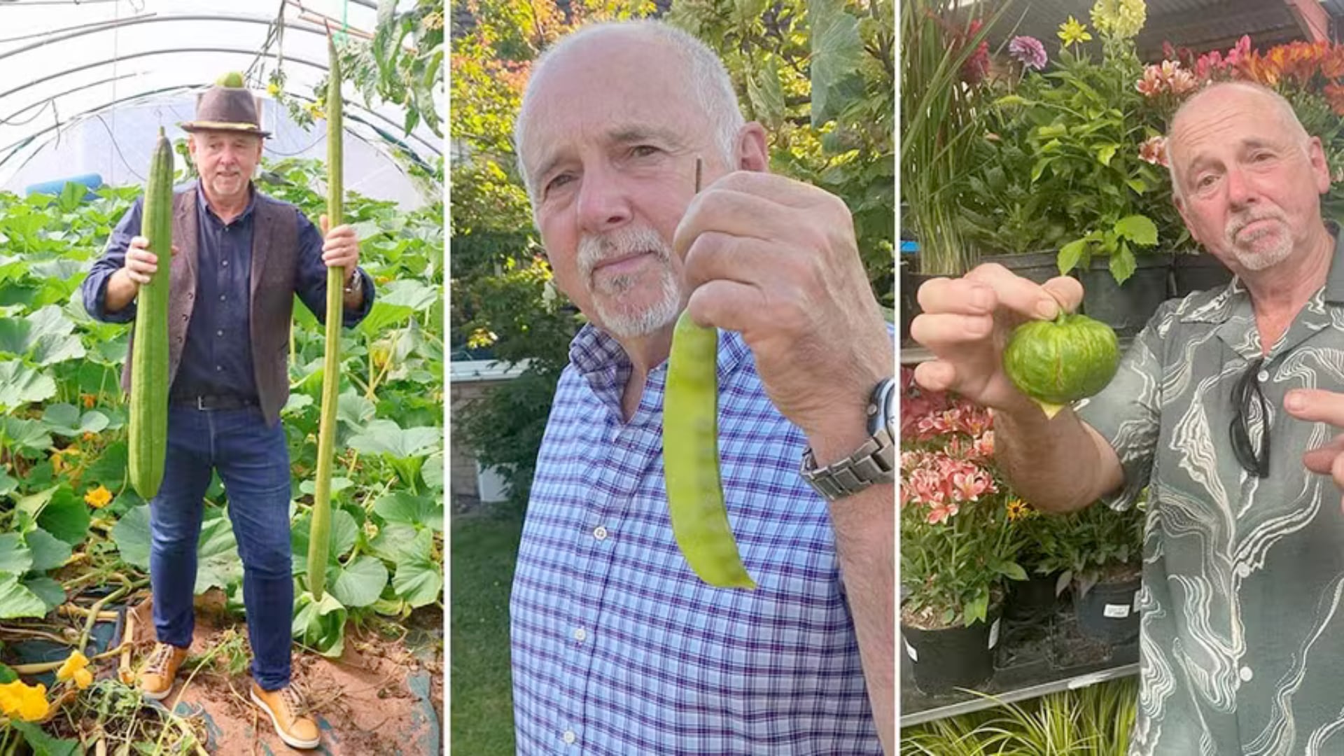 Graham Barratt impuso cuatro récords Guinness en Reino Unido por cultivar vegetales gigantes, entre ellos un tomatillo y una esponja de casi 3 kilos