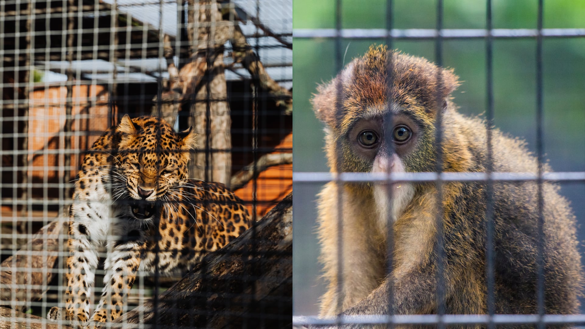 Los mamíferos comercializados tienen 1,5 veces más probabilidades de portar patógenos humanos que las especies silvestres fuera del mercado, según revela un análisis publicado en la revista Science.