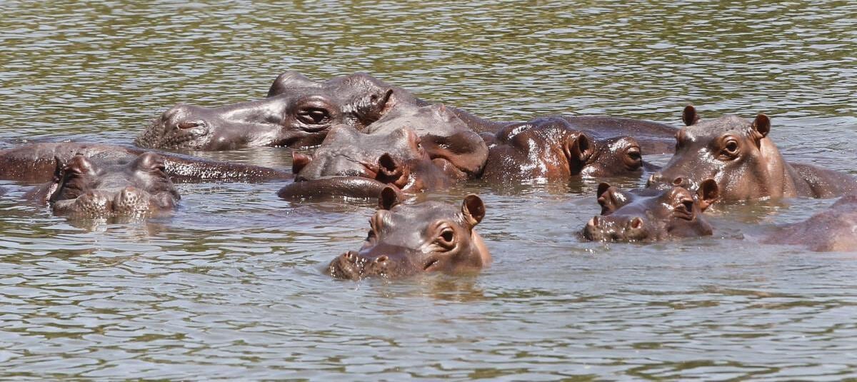 Colombia ejecutará un plan con eutanasia para frenar hipopótamos. Intervendrá 80 animales con inversión millonaria y protocolo técnico.