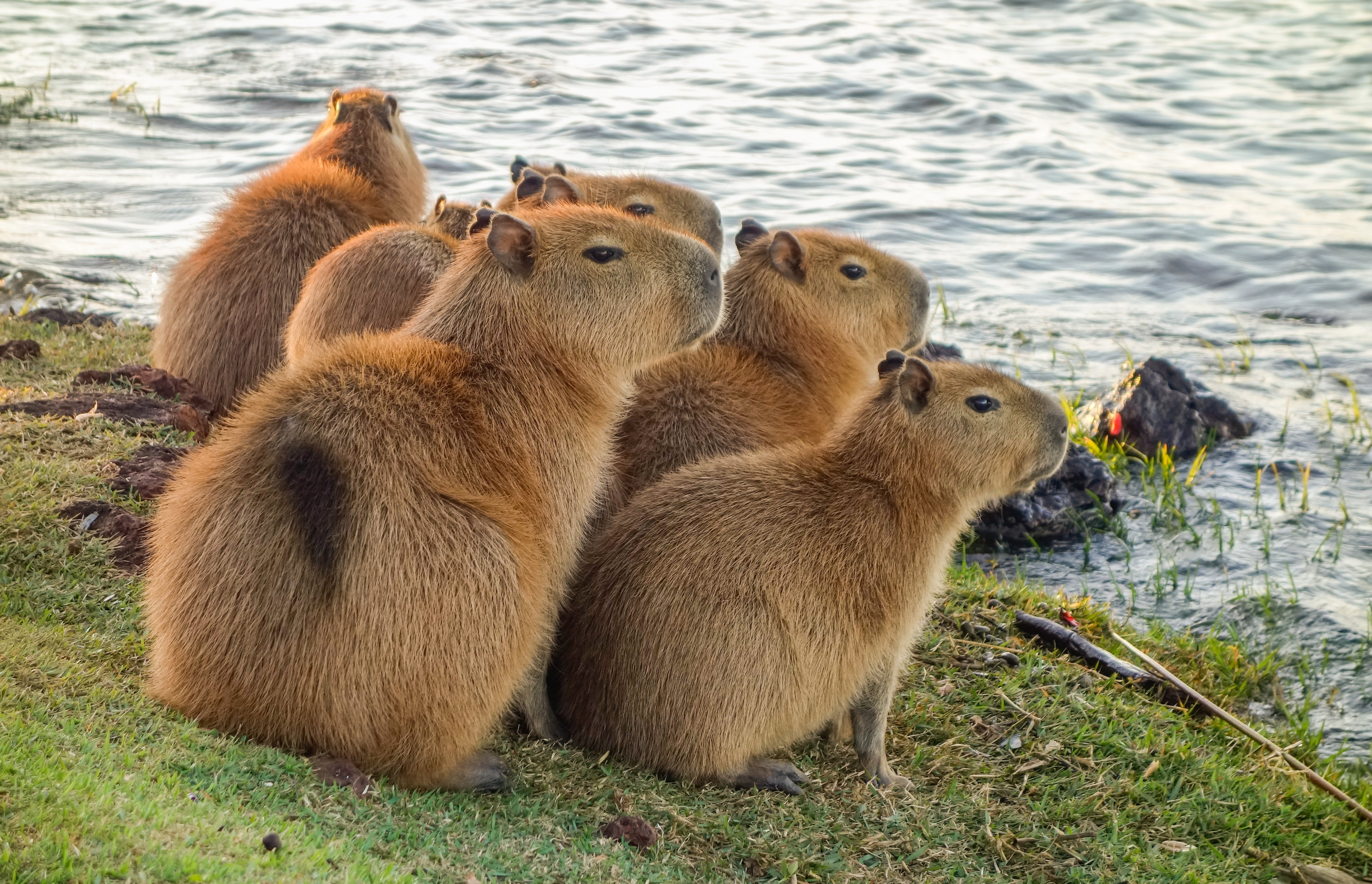 Familia de capibaras, capibara