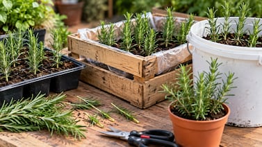 ¿Cómo multiplicar romero en tierra? Tres métodos para aumentar las plantas en casa