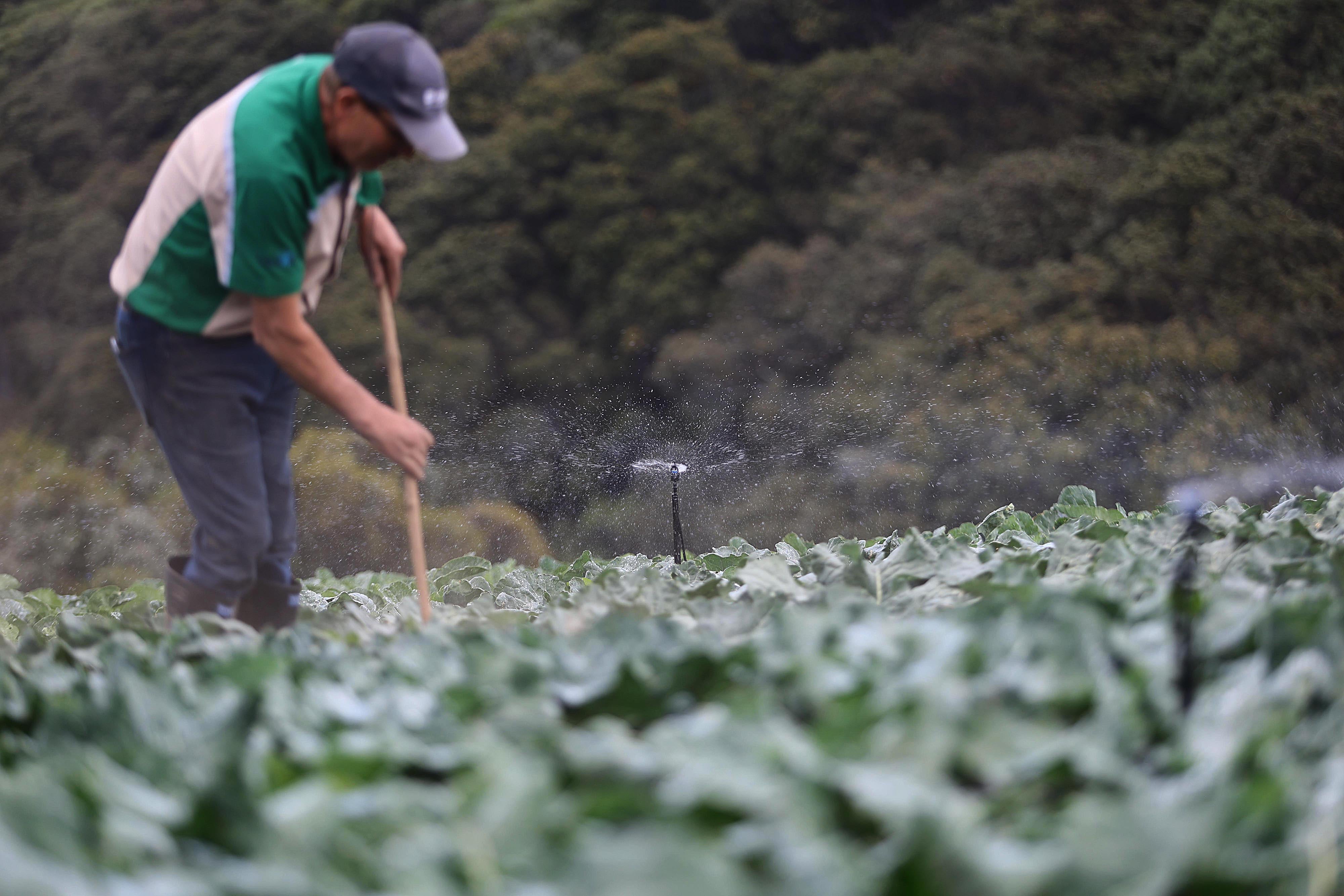 Agricultores, celebraran su día en medio de sus recurrentes preocupaciones