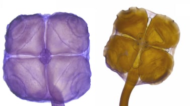 Nueva especie marina descubierta en Latinoamérica entra entre las diez más emblemáticas del mundo