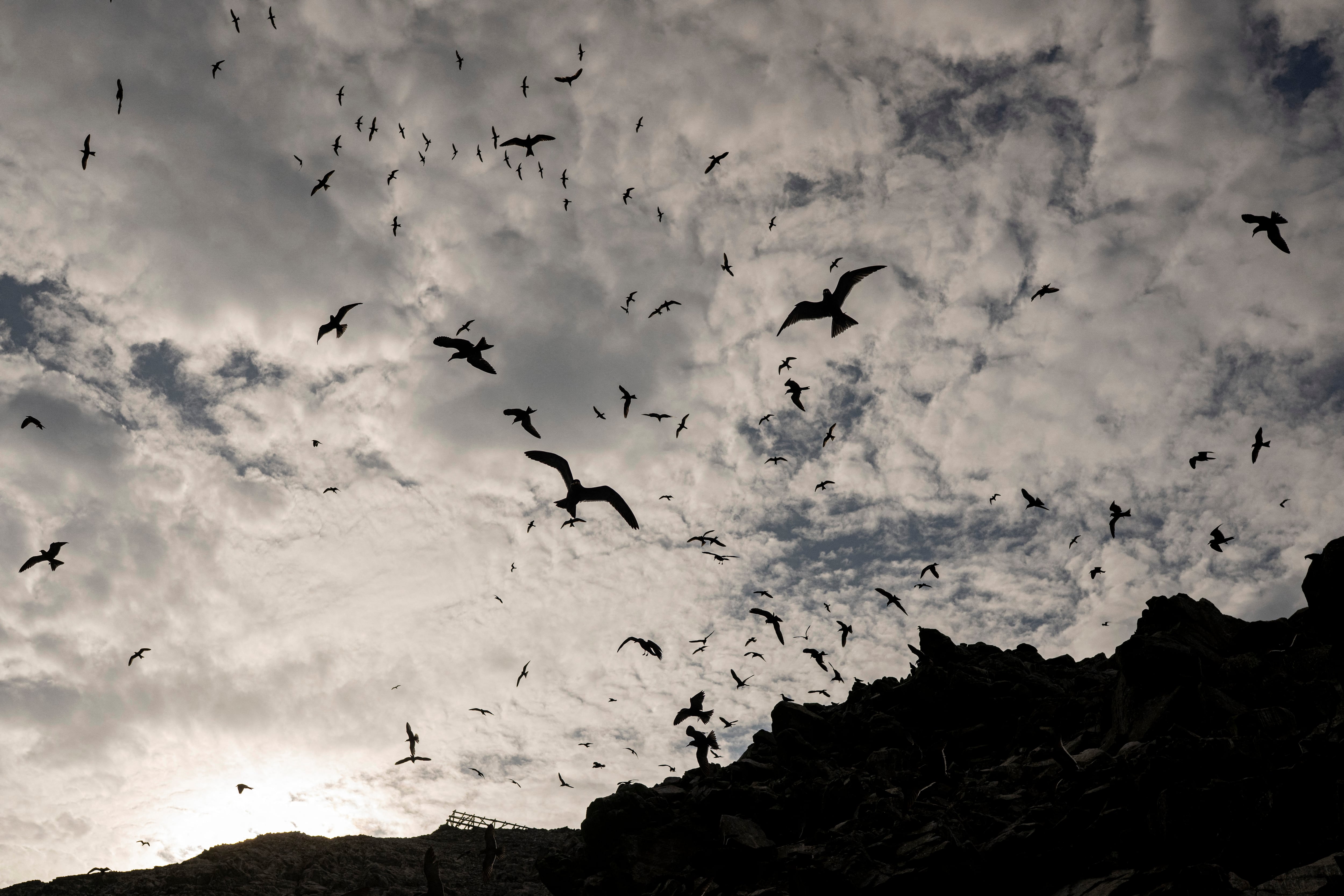 Investigación científica identificó altos niveles de nitrógeno en maíz antiguo y confirmó el uso de guano como fertilizante clave.