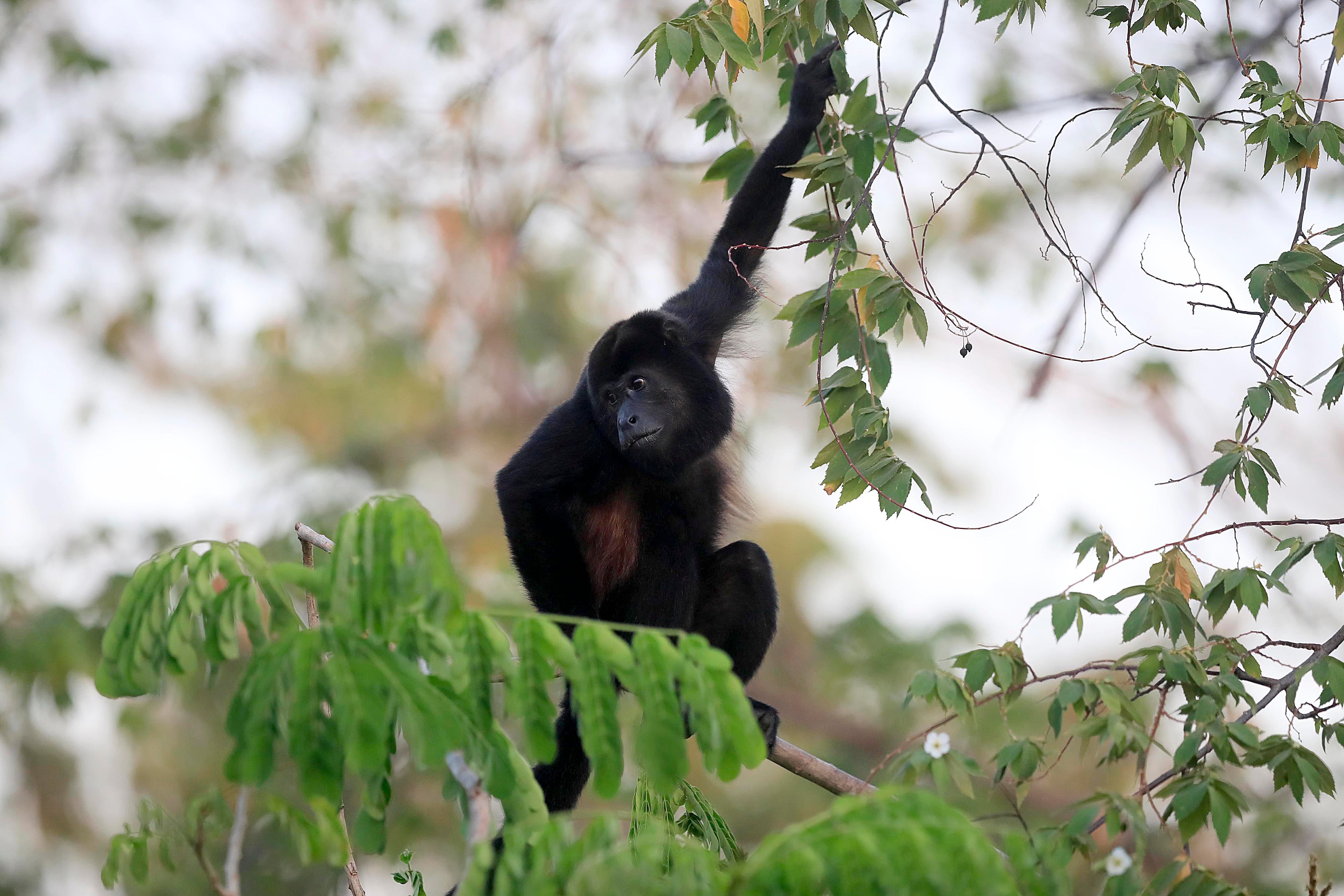 10/03/2024 Playa Conchal, Guanacaste. Arena, playa y sol... y los turistas que llegan a disfrutar de las buenas condiciones del clima, con cielo azul despejado, eso sí con mucho calor. Foto: Rafael Pacheco Granados