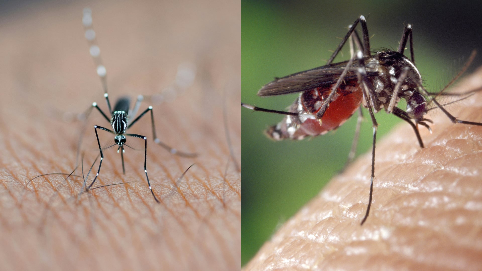 Las autoridades de Salud confirman 1.875 contagios de dengue en lo que va del 2026. Alajuela y Orotina encabezan la lista de cantones más afectados.
