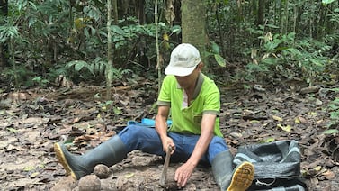 El árbol de la castaña, una historia para llamar con vehemencia al consumo responsable