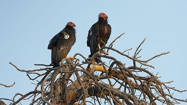 Caimanes, delfines y cóndores: la técnica que revela contaminantes tóxicos ocultos