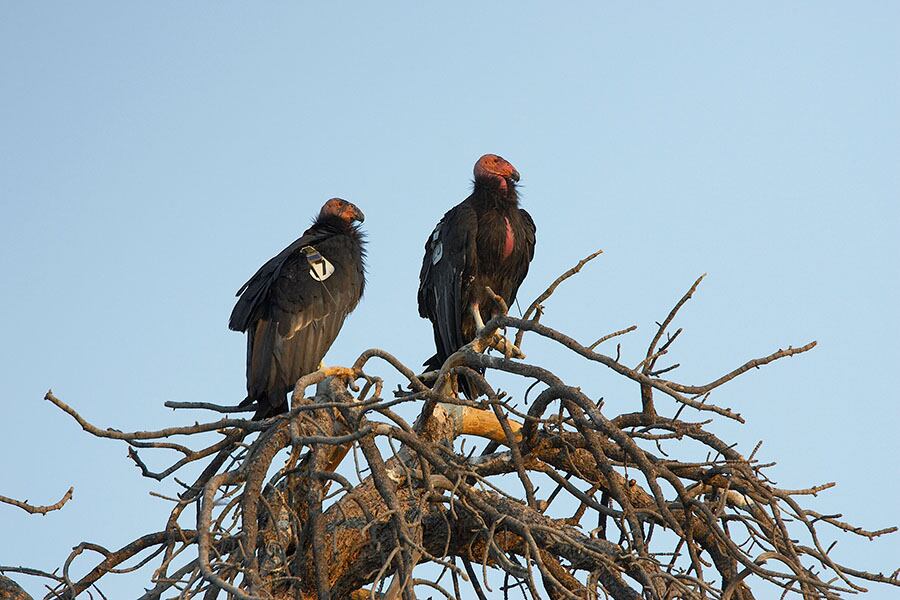 Dos cóndores en las ramas de un árbol.