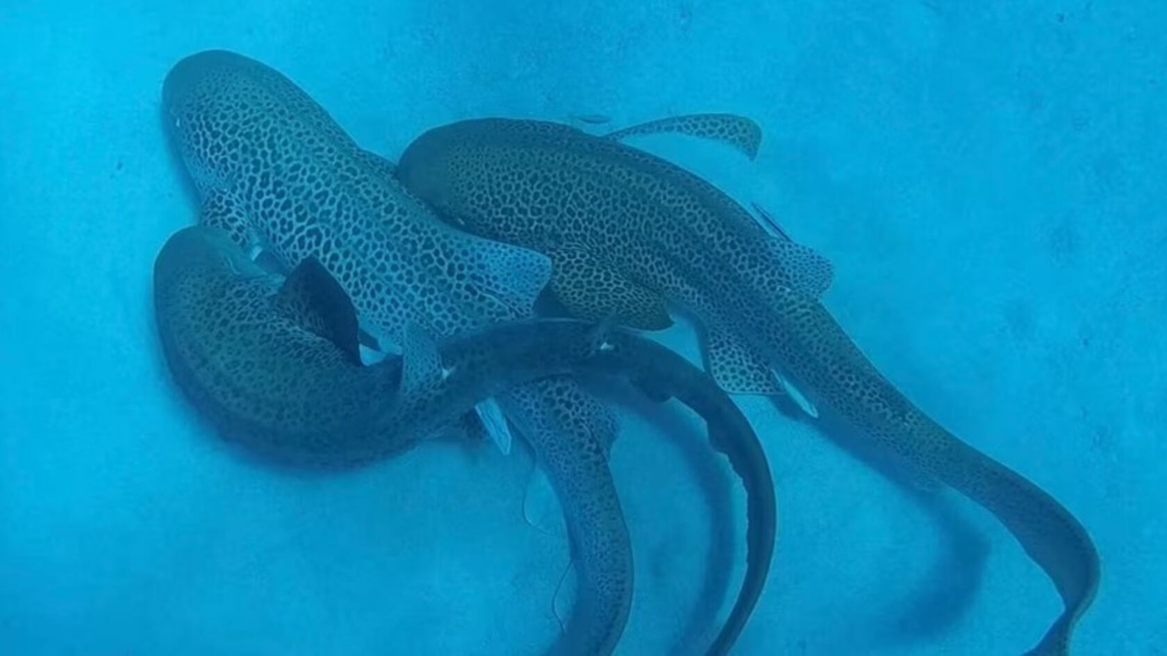 Un investigador de Queensland documenta por primera vez la copulación sucesiva de dos tiburones leopardo machos con una hembra.