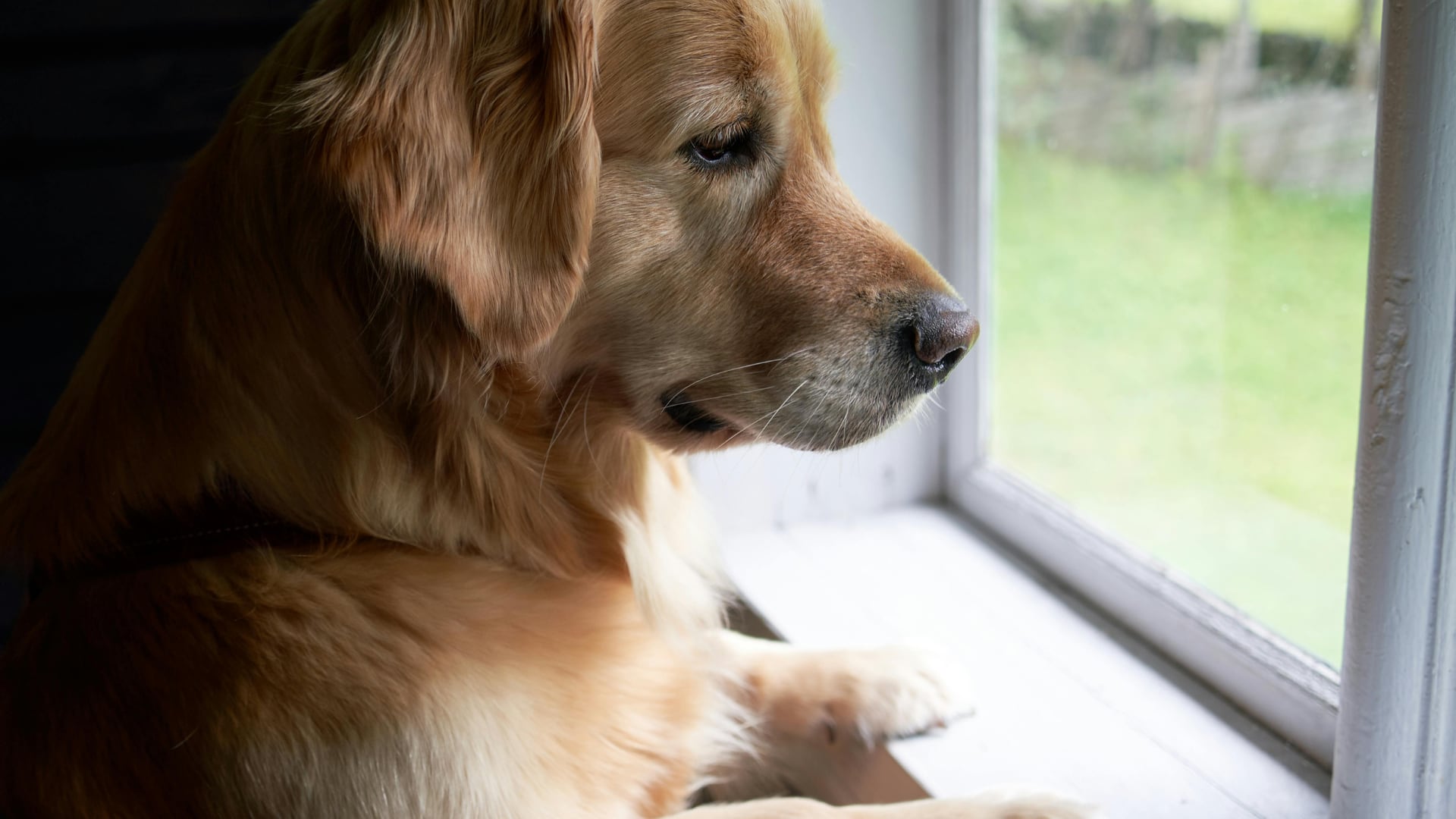 Un perro que destruye cosas no siempre está desobedeciendo: a veces está expresando estrés o falta de estimulación.