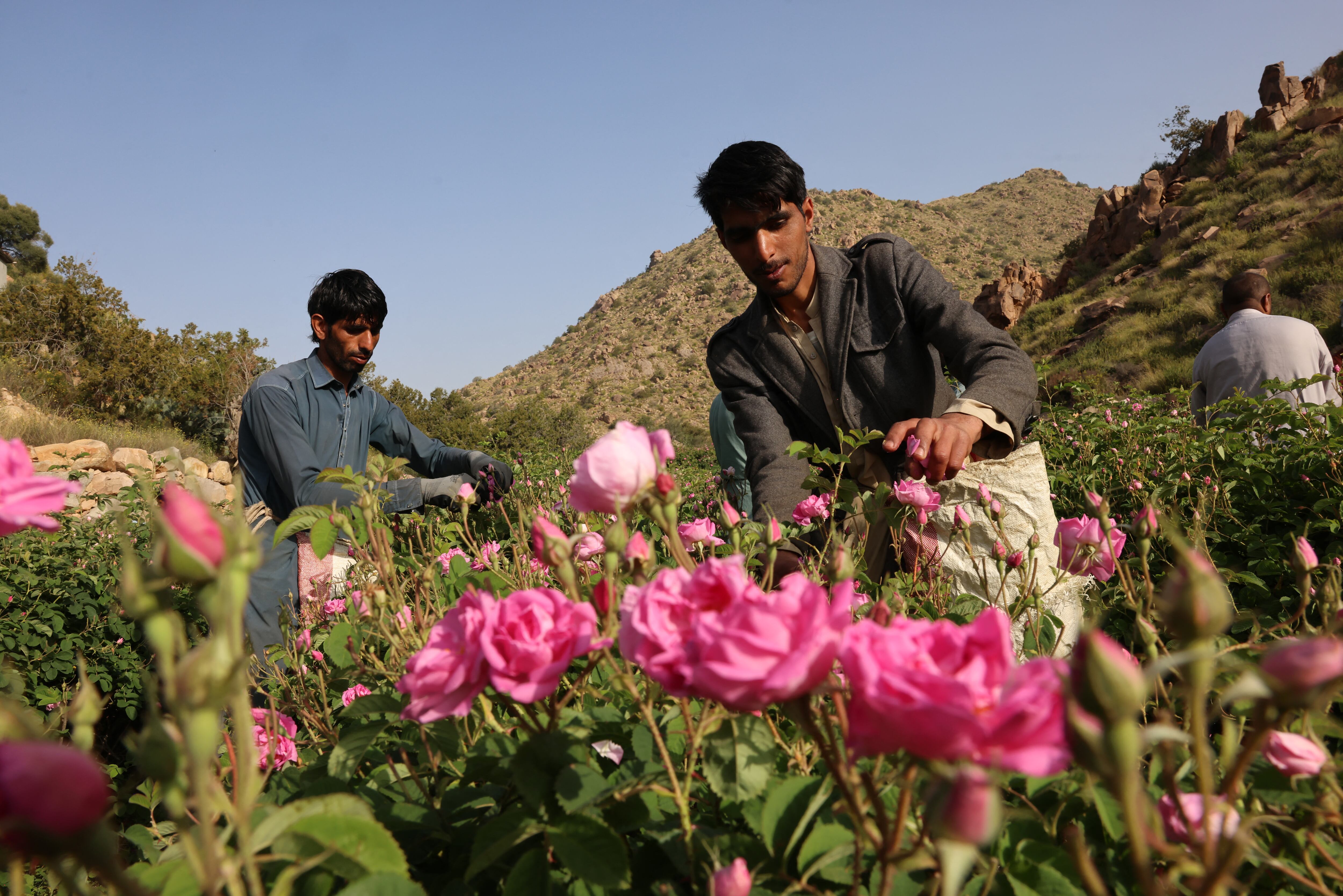 Cada primavera, las rosas florecen en Taif, transformando rincones del vasto paisaje desértico del reino en parches rosados y fragantes. Y durante un mes, en abril, producen aceite esencial que se utiliza en perfumes.