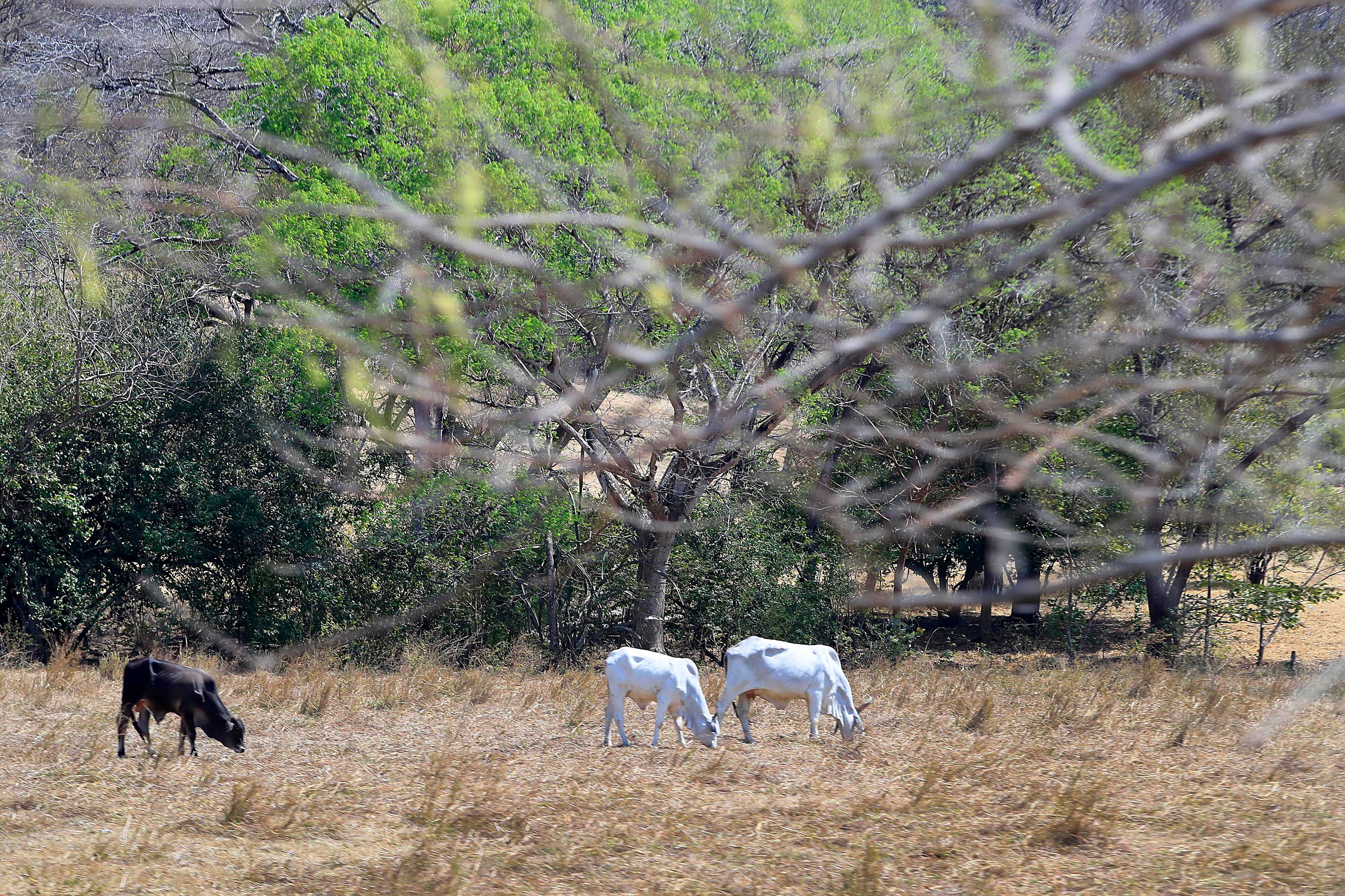 10/03/2024 Guanacaste. El sol incesante y el fuerte calor de la estación seca en estos primeros meses del año se sienten con más intensidad en el Pacífico Norte donde, especialemente el ganado vacuno y los caballos la pasan muy mal pues los pastos de los potreros lejos de mostrarse frescos y verdes aparecen amarillos, quemados por las fuertes temperaturas. Cerca del mediodía los animales buscan la sombra de algún árbol, cuando la encuentran. Foto: Rafael Pacheco Granados