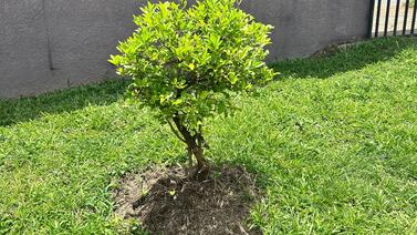 Un ‘tip’ fácil y barato para alejar las hormigas cortadoras de las plantas