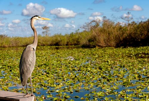 Los Everglades se están viendo seriamente amenazados por el incremento de la temperatura.