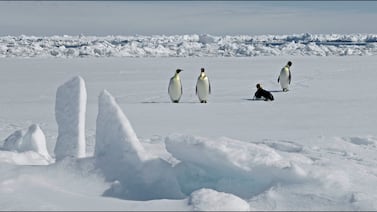 Alerta en la Antártida: El pingüino emperador entra oficialmente en la lista de especies en peligro
