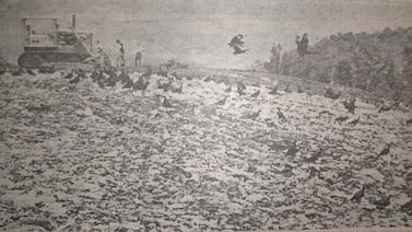 Hace 50 años: Reabierto el botadero de basura de Río Azul